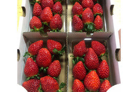 【食べ比べ】茨城県産いちご 2パック×１箱【いばらキッス・ひたち姫】