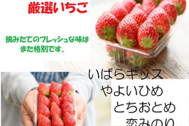 【食べ比べ】茨城県産いちご【いばらキッス・とちおとめ・やよいひめ・恋みのり】