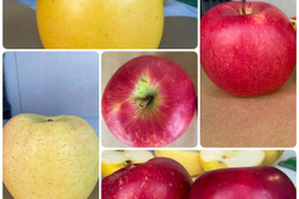 りんごセレクト５種 （B品2㎏）