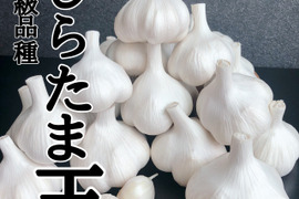 【人気】まるでお芋！あまくておいしいと大好評✨日本一の青森ミネラルにんにく500g