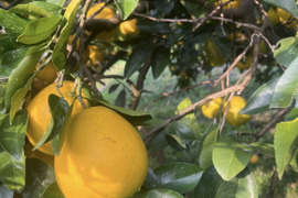 熊本県産 早摘み 訳あり 河内晩柑 9kg