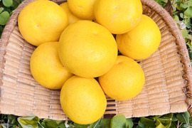 [自然栽培]淡路島産ブンタン(4kg)栽培期間中農薬不使用、肥料不使用