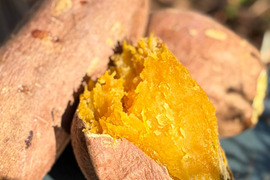 潮風 × 火山灰土が育てたねっとり甘い熟成島さつまいも『安納芋』５kg