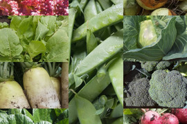 【農薬化学肥料不使用】朝採り！信州伊那谷★旬の野菜セット Mサイズ（火曜発送）