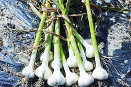 農薬不使用・化学肥料不使用のにんにく3kg！熊野の山々に囲まれ、清流古座川に育まれた土地で作る野菜