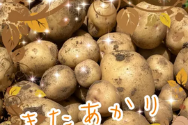 きたあかり 1.5キロ