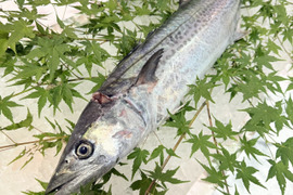 【江田島産】鰆(サワラ) 2.0kg前後