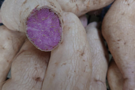 紫芋種子島紫２kg
