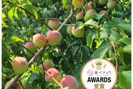 【特別栽培】和歌山県産　南高梅Mサイズ(梅干し用)2.5kg