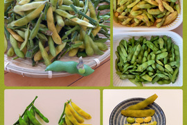 【30％オフ】完熟？　枝つき　枝豆（1.6キロ）　
　  ～え？こんなに入っているの？😄～　from 名水の里　神奈川県秦野市