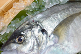 “アジ界の最高峰”　養殖シマアジ！（1尾入）/箱