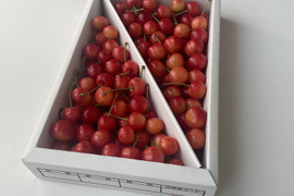 【やまがた紅王】家庭用グラデーションセット 🍒７００グラム🍒【Ｌサイズ以上】【訳あり】【さくらんぼ】【話題の新品種】【父の日ギフト】