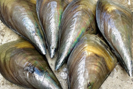 日間賀島産❗️《貝が旬》春限定
（旨味抜群）『平貝‼︎』4枚下処理済み