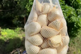 にんにくの王様　青森にんにく『白玉王』大中混合バラにんにく(500g)