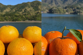 【柑橘食べ比べ】甘夏みかんと橙　ジャムやマーマレードなど！栽培期間中に農薬・化学肥料不使用　箱込み4kg