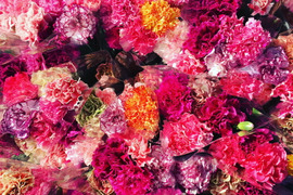 東北1の生産量‼️名取のMIXカーネーション15本💐