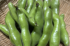 【予約販売・初夏限定】そら豆（京都産）2kg｜農薬・化学肥料不使用