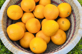 [自然栽培]ナルトオレンジ(5kg)栽培期間中農薬不使用、肥料不使用
