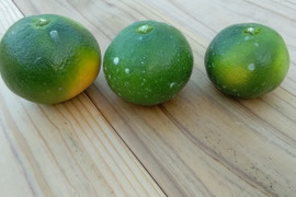 ❰和歌山直送❱爽やか初物❕訳あり極早生みかん、日南5キロ。