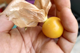 谷口様専用食用ホオズキ
