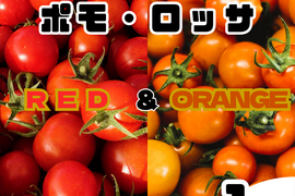 【ついに登場♫】高糖度フルーツトマト「ポモロッサ」（赤＋オレンジ　1kgBOX）