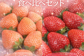 希少いちご【桃薫・東京おひさまベリー食べ比べセット】（桃薫約300g＋東京おひさまベリー約350g／１セットあたり） 贈答 高級 イチゴ 苺 果物 プレゼント 誕生日、バレンタインデー、節分、受験、