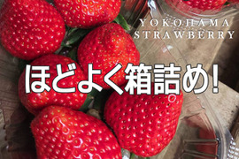 【増量しました】べにほっぺ30ｇ以上の大粒をたっぷり600g【通常便※遠方の方はクール便推奨】