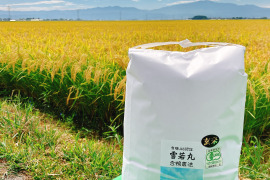 予約開始！！　令和7年新米　新商品！大きい粒でとっても美味しい　雪若丸　玄米10キロ（10キロ1袋）