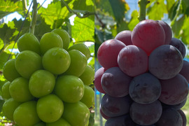 【特秀】岡山ぶどう贅沢セット2房｜シャインマスカット＆ピオーネ1.4kg（700g×2）