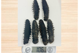 乾燥ナマコ  L 100g