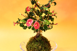 〜優しい空間を〜　苔玉　トゲ無し花キリン（液肥付き）