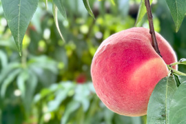 [2026年予約受付中]ファン続出の硬い桃！
長野県産　おどろき3kg（約6~9個）