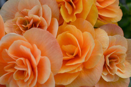 【贈答用】明るいサフランイエローにくつろぎを感じます。エラチオールベゴニア【イエローストーン】4.5寸