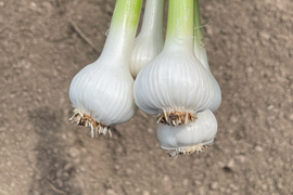 にんにくの“本気”、今年は生で！埼玉県産福地ホワイト『生にんにく』　５玉