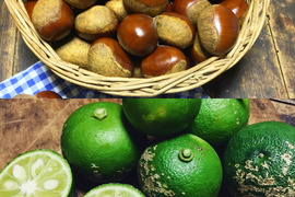 【農薬不使用】スダチ500g&栗1kgセット