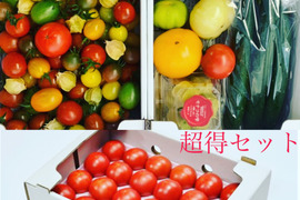 黒木園芸の全トマトを制覇🍅超得セット♪