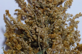 セイタカアワダチソウ入浴剤 バスハーブ 農薬・肥料不使用 加茂自然農園