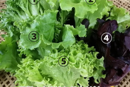 おかげ野菜 サラダセット 140g おうちでレストランのような「映える」サラダを！サラダ 生野菜 セット  水耕栽培 農家直送