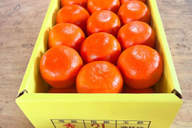 完熟タンカン（贈答用5kg）