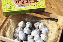 命のカプセル（うずらの生卵）20個+有精卵10個セット