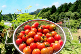 1kg✨旨さが止まらないトマト🍅こんなに食べちゃた！自然の甘味が口いっぱい！自然栽培