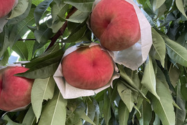 【ｶﾘｶﾘ硬めもも】品種おまかせ　2キロ 【ご家庭用桃】【おどろきor美晴白桃】