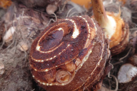 ホクホク食感！めったに出回らない里芋の《親芋》10ｋｇ
