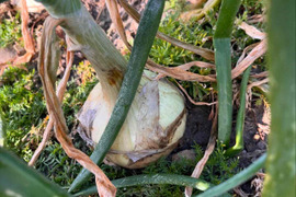 納豆菌栽培淡路島産　極早生　新玉ねぎ１０ｋｇ（残留農薬不検出）