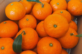 お試しサイズ！濃厚柑橘【カラマンダリン】(3kg)収穫後3日以内発送