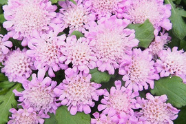 2個セット スカビオサ ピンクッションピンク  イングリッシュガーデン 花苗 多年草 宿根草