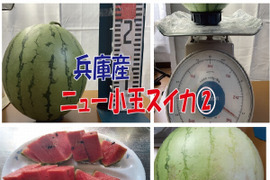【最短発送】兵庫産　ニュー小玉スイカ1玉②2700ｇ