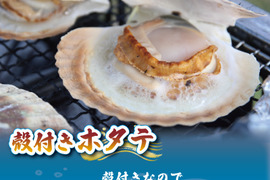 【活】特Lサイズ殻付ホタテ1枚（殻長12cm以上）｜岩手県三陸産