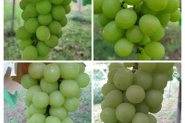 若木のシャインマスカット(２〜４房)