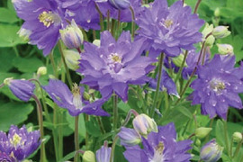 2個セット アクイレギア クレメンタインブルー オダマキ 宿根草 多年草